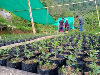 खोटाङको साकेला बाँझेच्यानडाँडाका किसान सामुहिकरुपमा कागतीको नर्सरी उत्पादन गर्दै