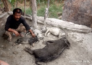 फर्ममै बंगुर मरेको अवस्थामा फेला