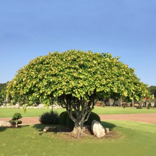 पिपलको पाँच चामत्कारिक लाभ