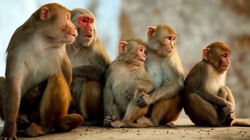 बाँदरपीडित कृषकलाई बाँदर धपाउने बन्दुक