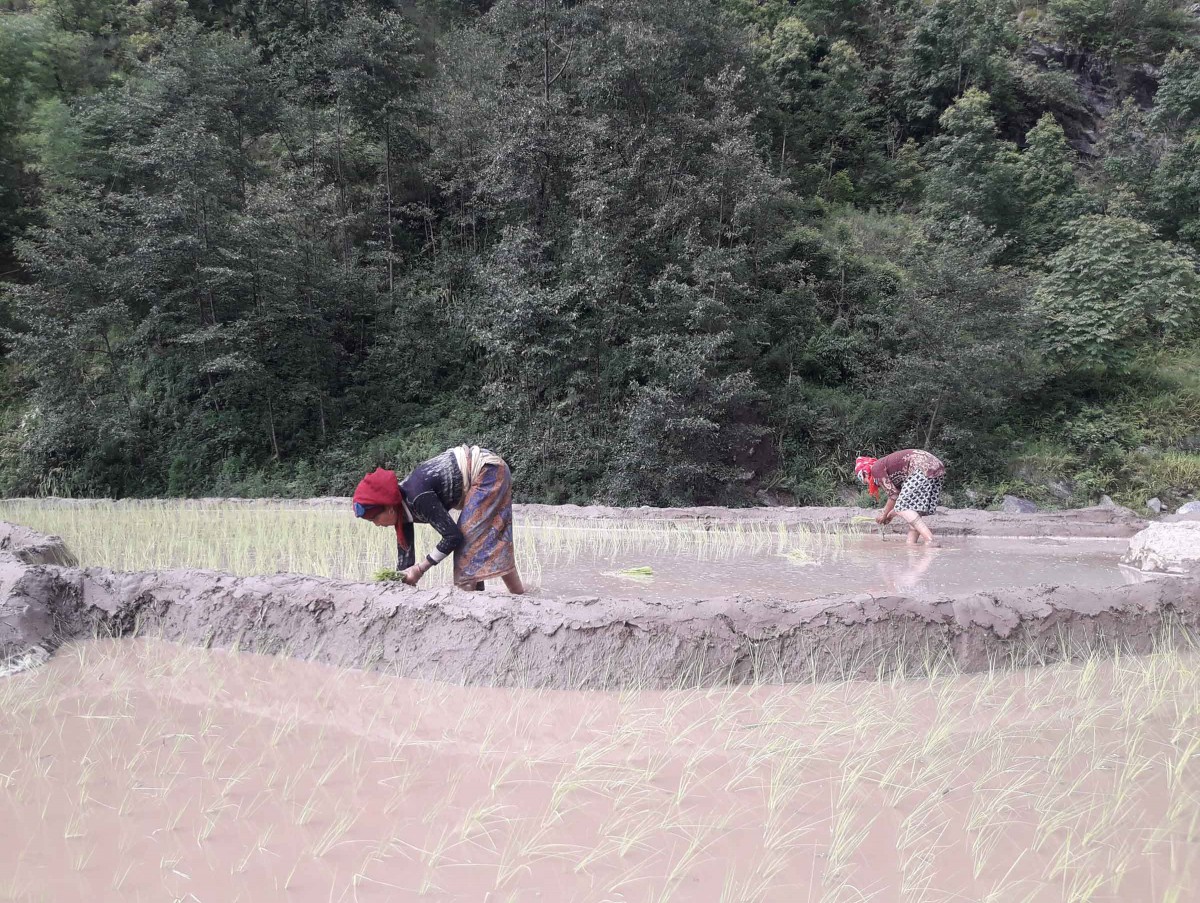 तापखोला किनारमा धान रोप्दै महिला