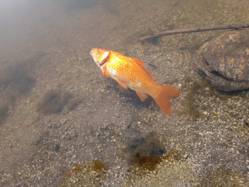red fish in risk at barahapokhari photo_khotang nepalwide.jpg