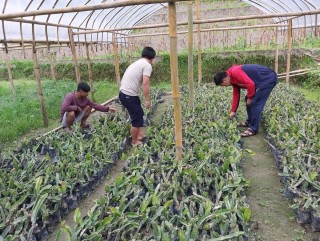 खोटाङका रतन्छामा ड्रागन फ्रुटको खेती