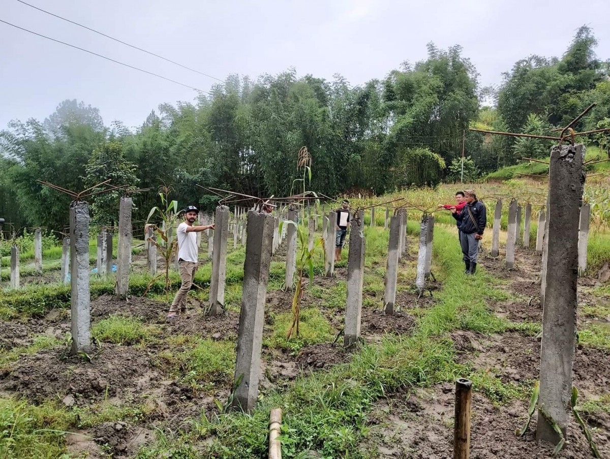 dragon fruit farm at ratanchha photo_khotang nepalwide.jpg