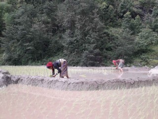 खोटाङमा ७६ प्रतिशत रोपाई सकियो