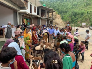 हलेसी तुवाचुङ नगरपालिकाद्धारा एकल तथा विपन्न महिलालाई बाख्रा र सुँगुरको पाठो वितरण 