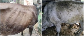 नेपालमा पहिलो पल्ट गाईभैसीमा लाग्ने ‘लम्पी स्किन रोग’ देखा पर्‍याे
