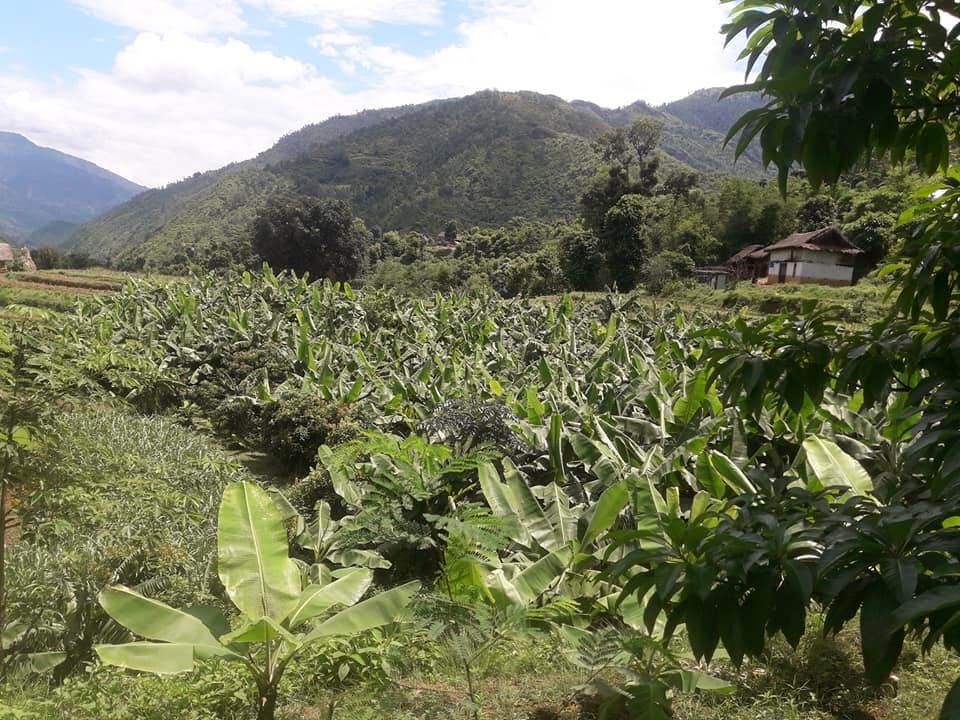 banana farming by phouda at kaduwa photo_khotang 1 nepalwide.jpg