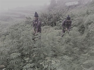 अवैधरुपमा लगाइएको गाँजा फँडानी