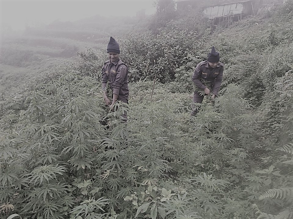 अवैधरुपमा लगाइएको गाँजा फँडानी