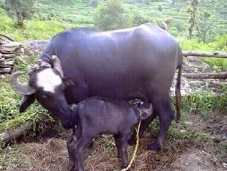 इटहरीमा सुत्केरी गाईभैसीलाई भत्ता
