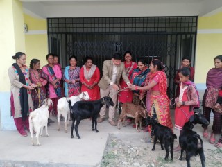 मंगलटारमा वडा कार्यालयको ‘बाख्रा तथा सुँगुर पेवा कार्यक्रम’