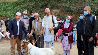 दिप्रुङ चुईचुम्मा गाउँपालिकाद्धारा किसानलाई बोयर र खरि जातको बाख्रा वितरण
