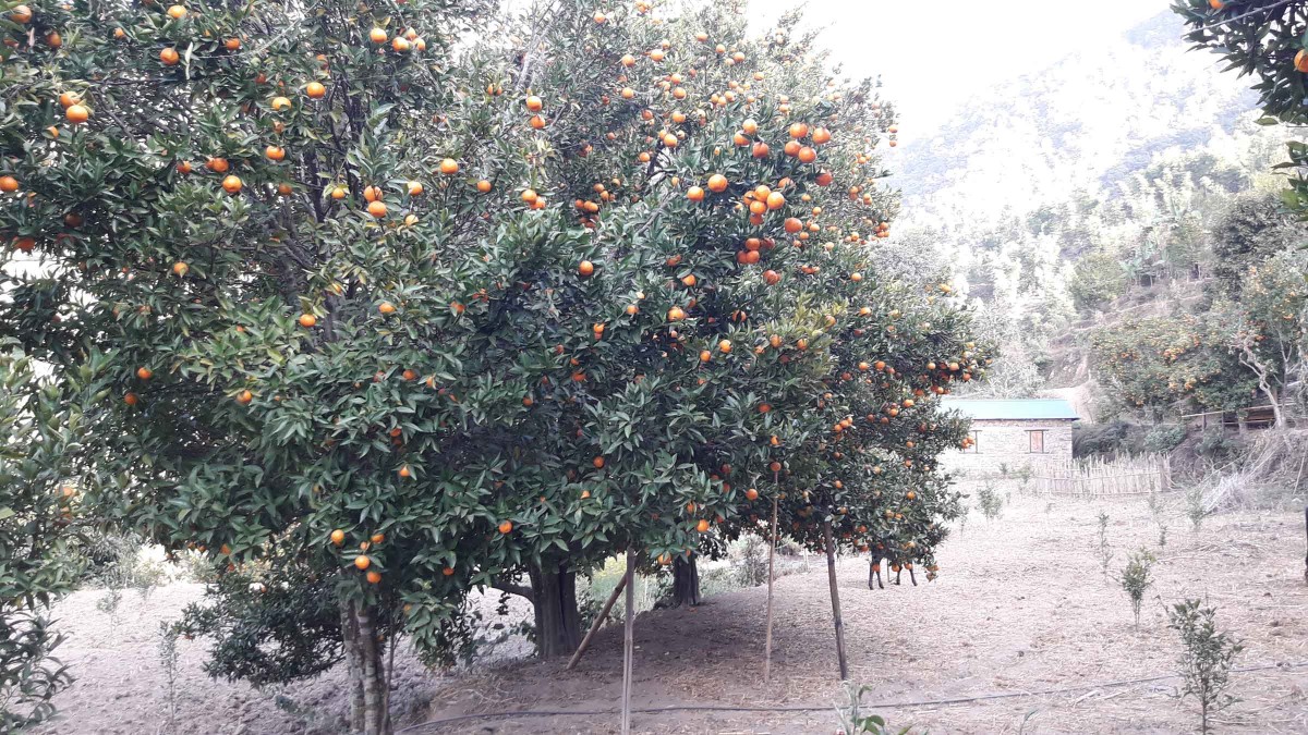 orange anniversaryfestival (opened-p) photo_nepalwide.jpg
