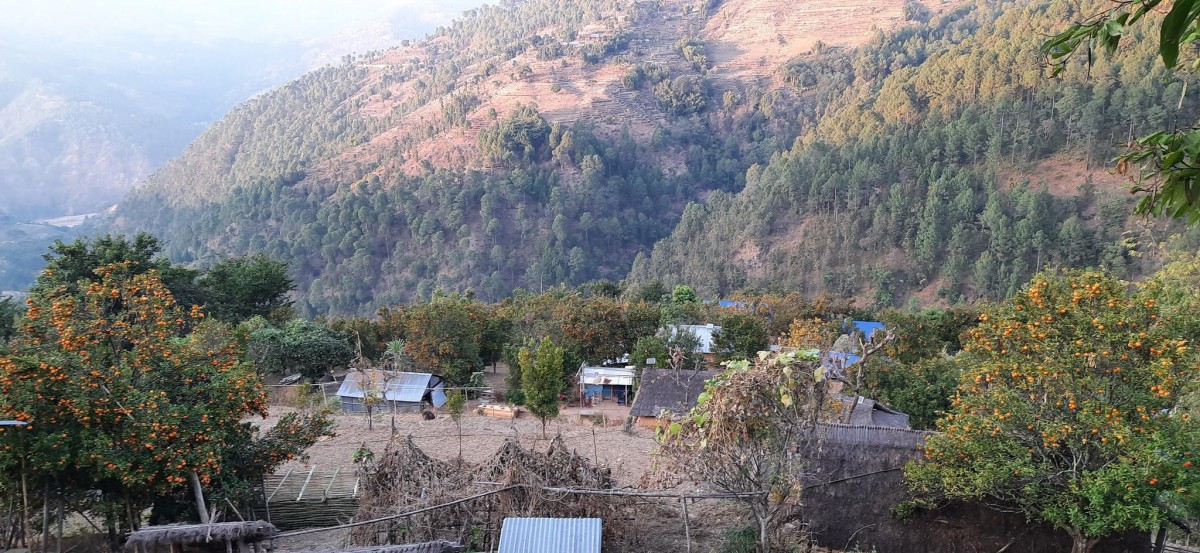 खोटाङ : लगातार तेश्रो वर्ष सुन्तला उत्पादनमा गिरावट