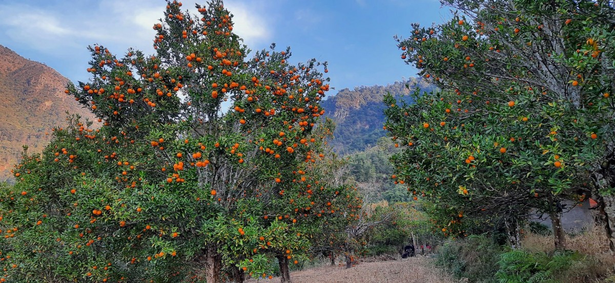 घोर्लेमा आयोजित प्रथम सुन्तला महोत्सव 2.jpg