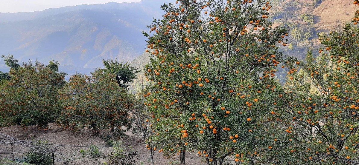 घोर्लेमा आयोजित प्रथम सुन्तला महोत्सव 5.jpg
