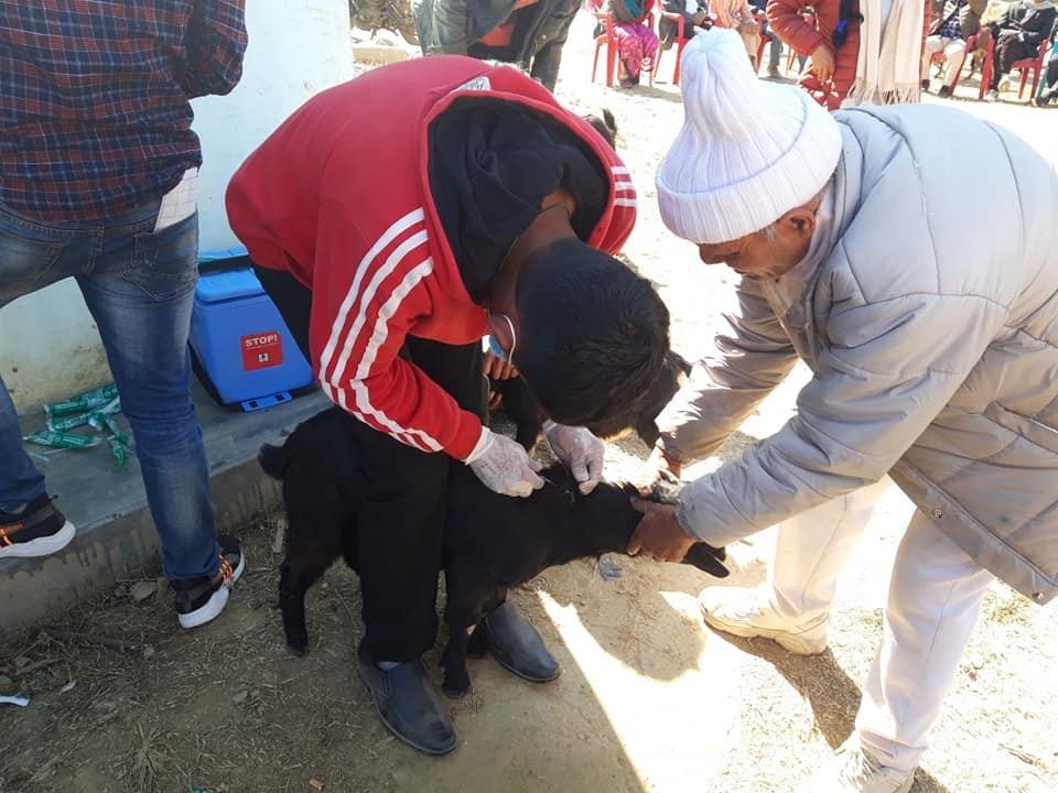 दिप्रुङमा पिपिआर विरुद्धको खोप दिन हप्ता दिने अभियान