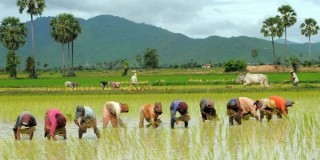 आज असार १५ राष्ट्रिय धान दिवस, दही च्यूरा खाँदै रोपाइँ गरिँदै