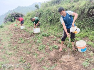 विदेशबाट फर्किएका युवा फलफुल खेतीमा 