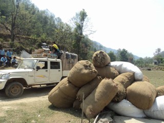 खोटाङका किसान सिन्कौली खेतीतर्फ आकर्षित