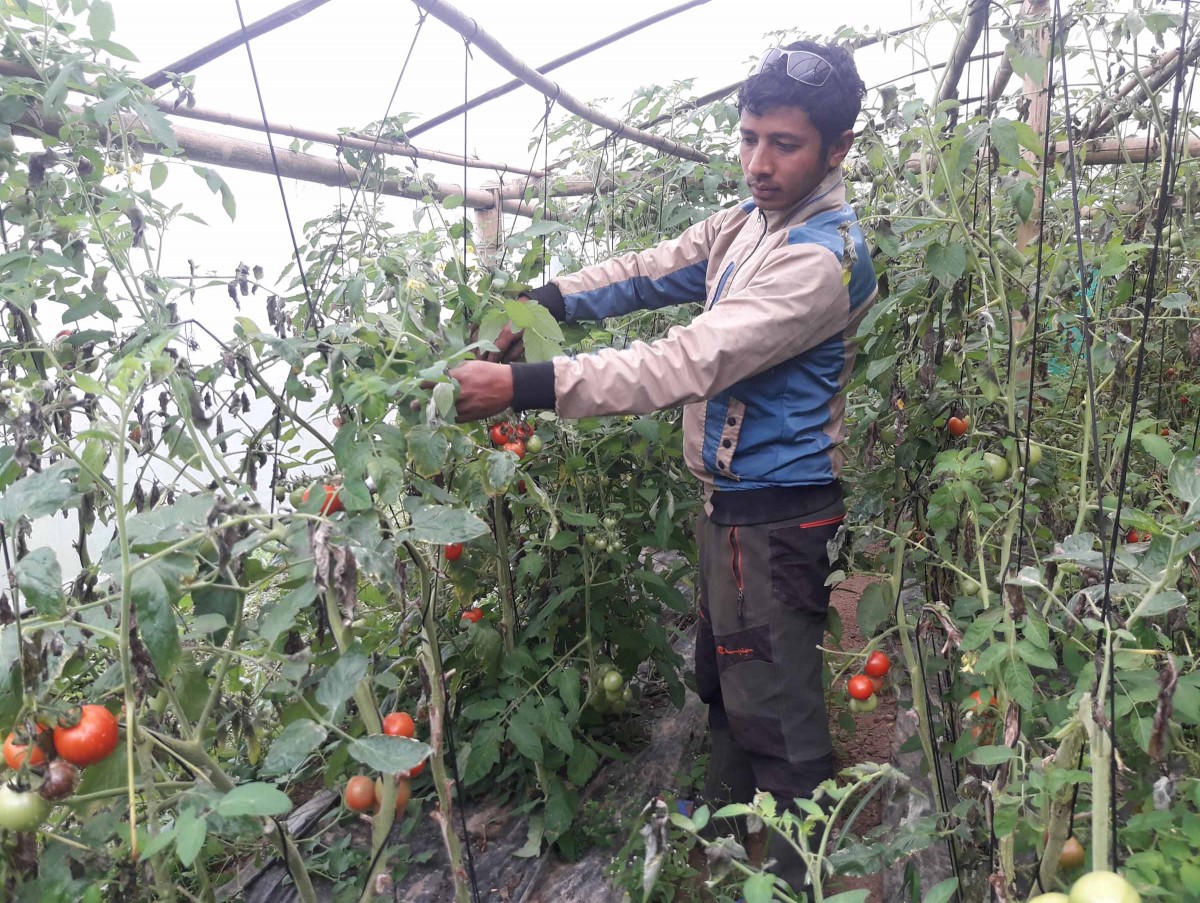 आयतीत गोलभेँडाले लोकल गोलभेँडा किसान मारमा