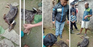 घरमा पाल्न राखिएको थारको बच्चा मृत फेला