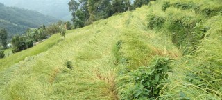 वर्षासँगै चलेको हावाहुरीले वालीनालीमा क्षती
