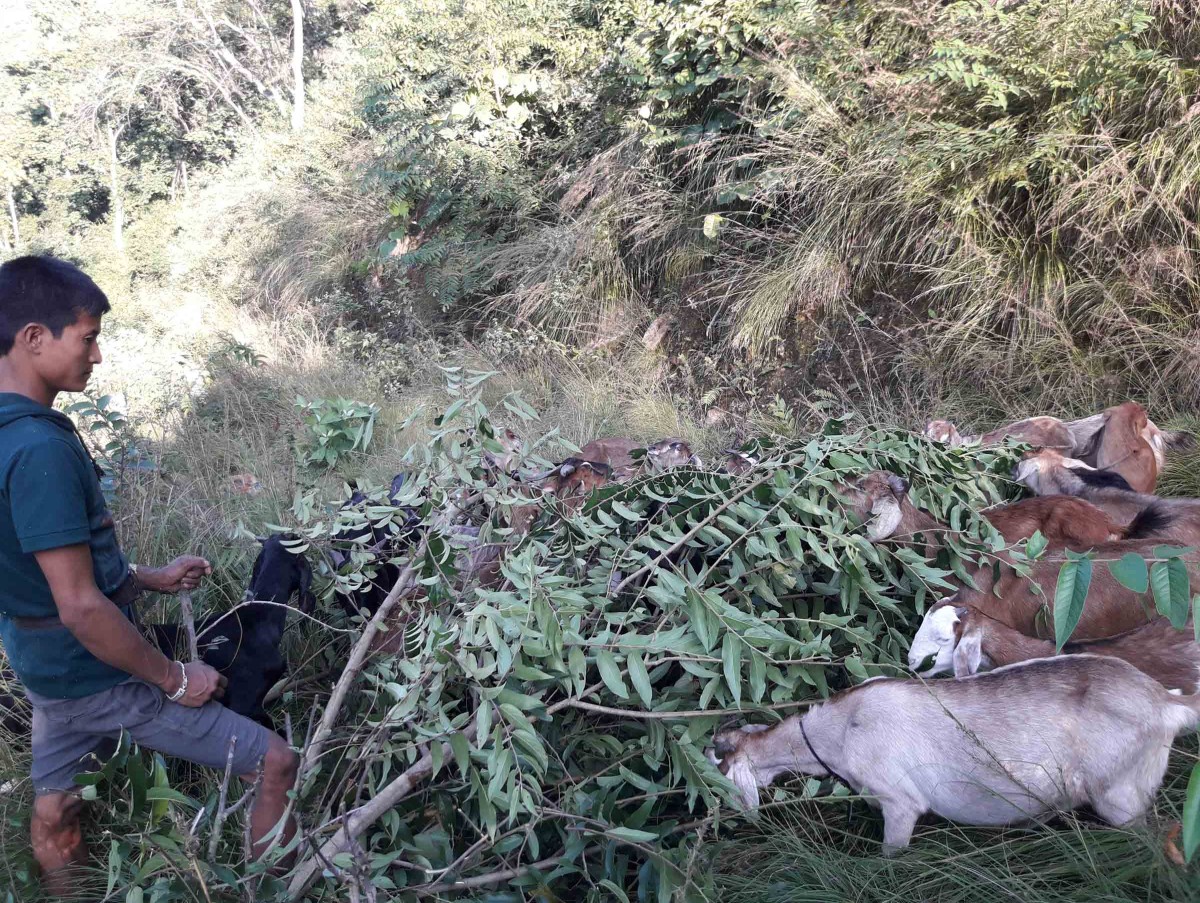 goat farm at phirku photo_khotang3.jpg