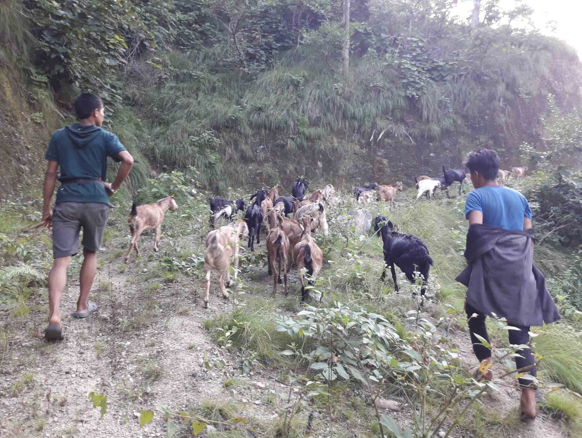 goat farm at phirku photo_khotang4.jpg