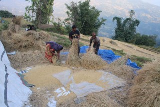 खोटाङमा ४ हजार ६४३ मेट्रिक टन धान उत्पादन घट्यो