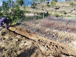 कोभिड पिडित आप्रवासीलाई फलफुलका बिरुवा