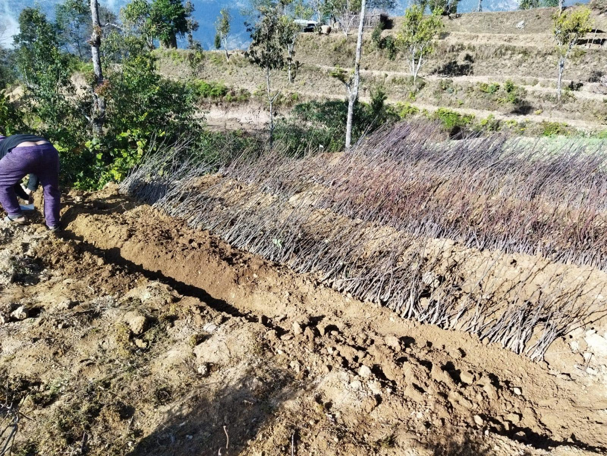 कोभिड पिडित आप्रवासीलाई फलफुलका बिरुवा