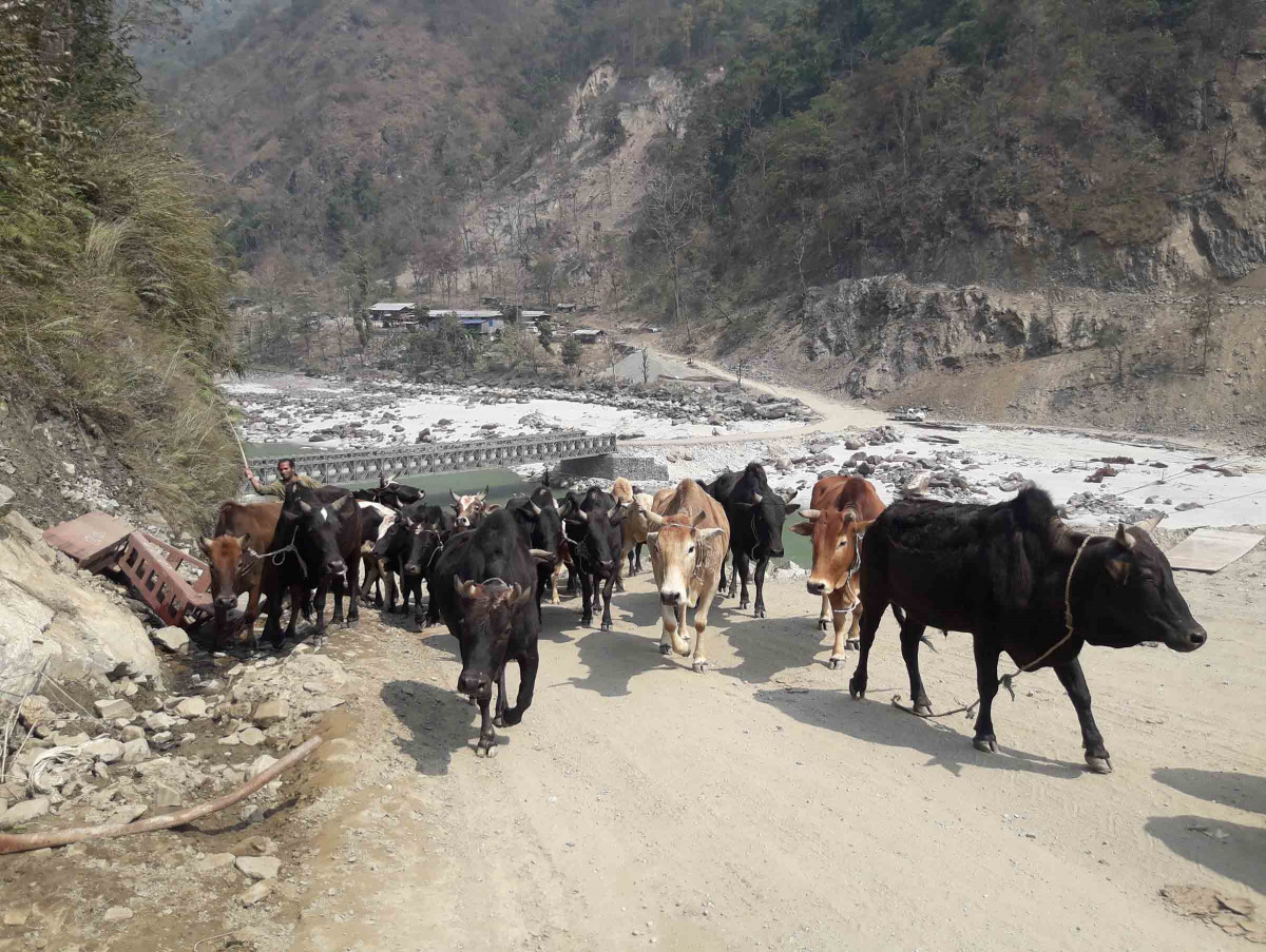 गोरु काट्नेलाई कारबाही, सिमा कटाएर विक्री गर्नेलाई छुट