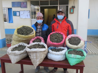 खोटाङमा ३२ किलो गाँजा सहित दुई पक्राउ
