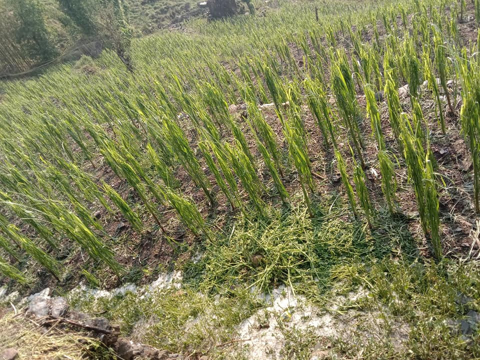 खोटाङ : असिनाले बालीनालीमा क्षती