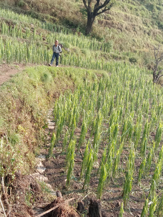 hail destroyed crops photo_khotang3.jpg
