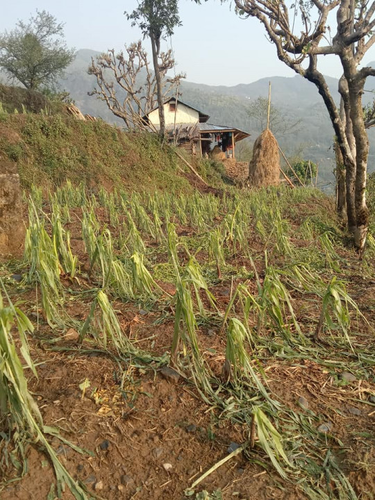 hail destroyed crops photo_khotang.jpg