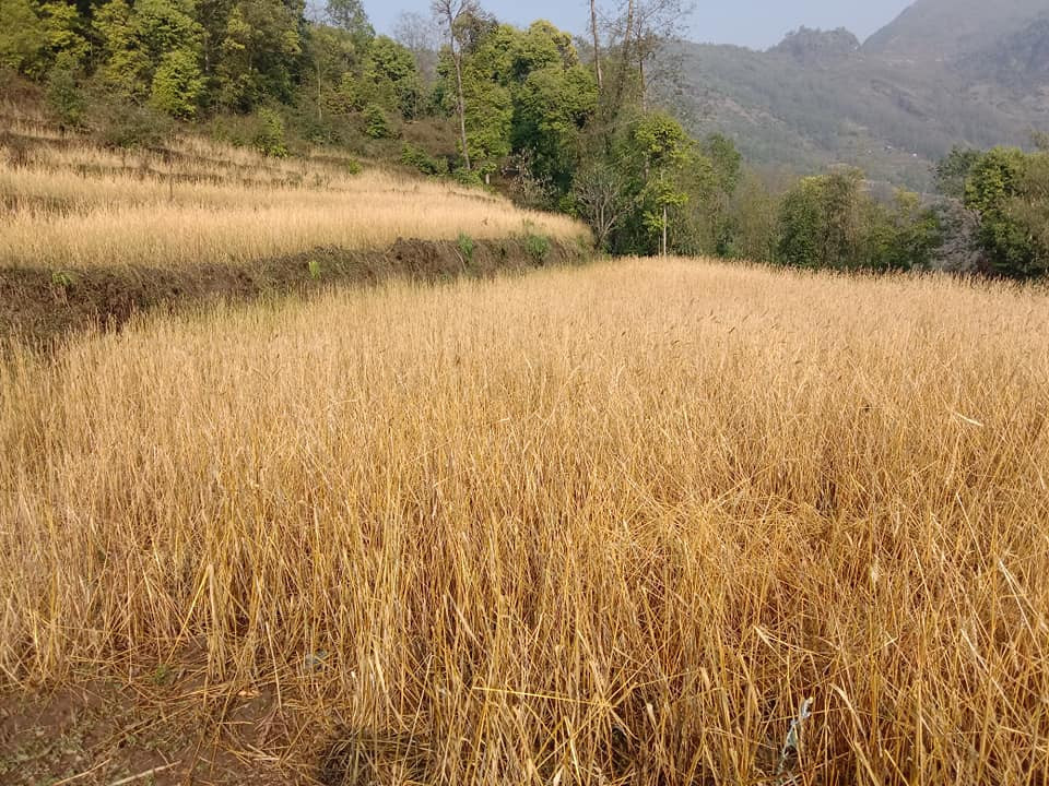 hail destroyed crops photo_khotang4.jpg