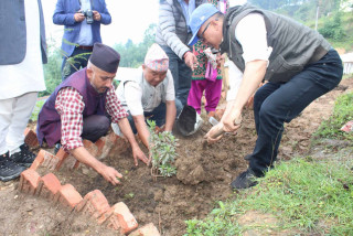 वन उपभोक्ता महासंघको स्थापना दिवसमा बृक्षारोपण