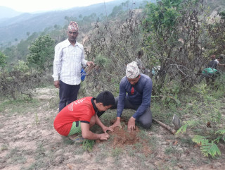 सामुदायीक वनमा खयरका बिरुवा रोपिए