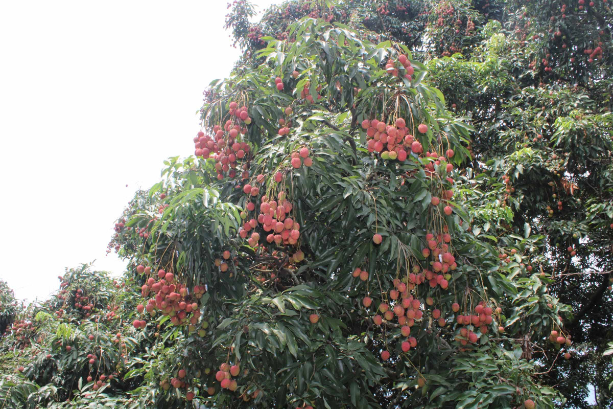 1. litchi at khotang.JPG