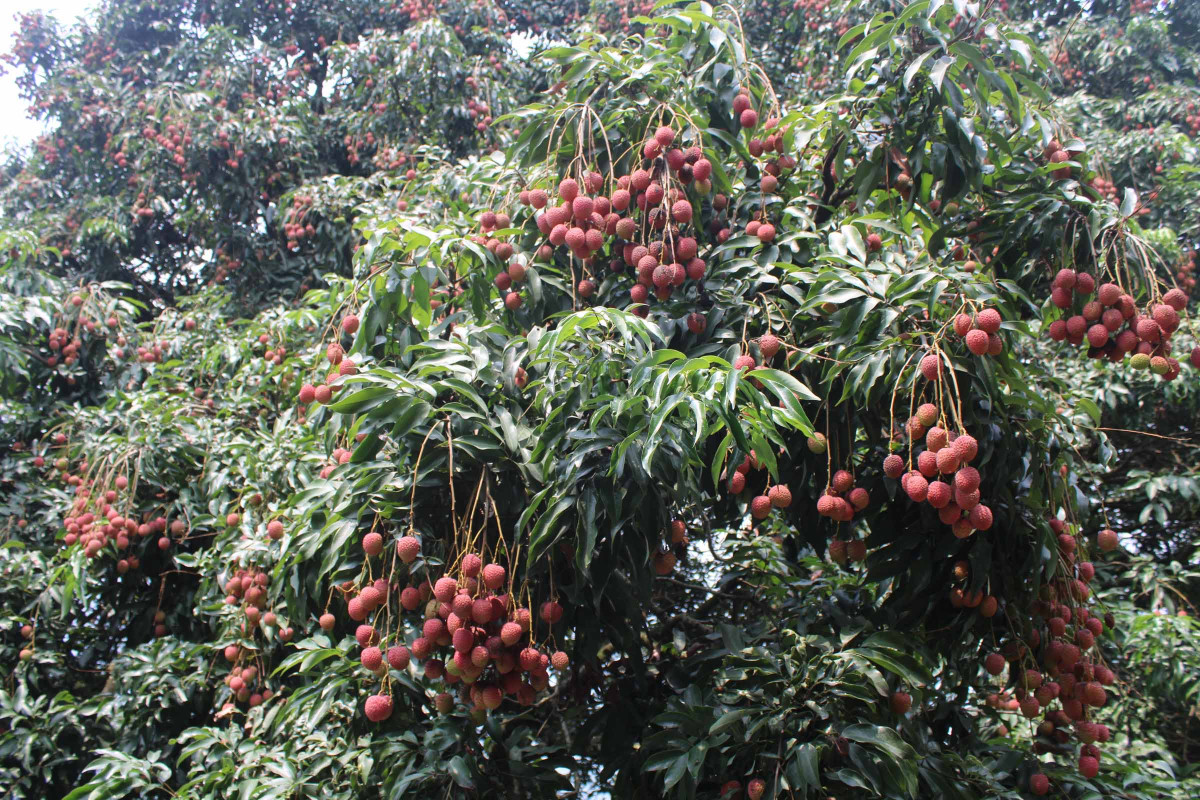 2. litchi at khotang.JPG