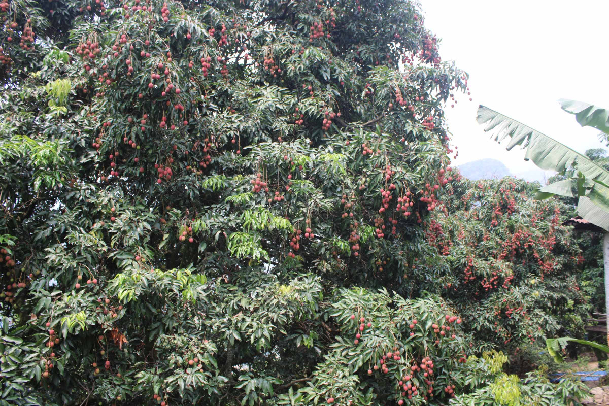 3. litchi at khotang.JPG