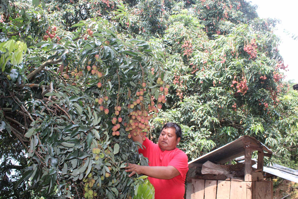 5. litchi at khotang.JPG