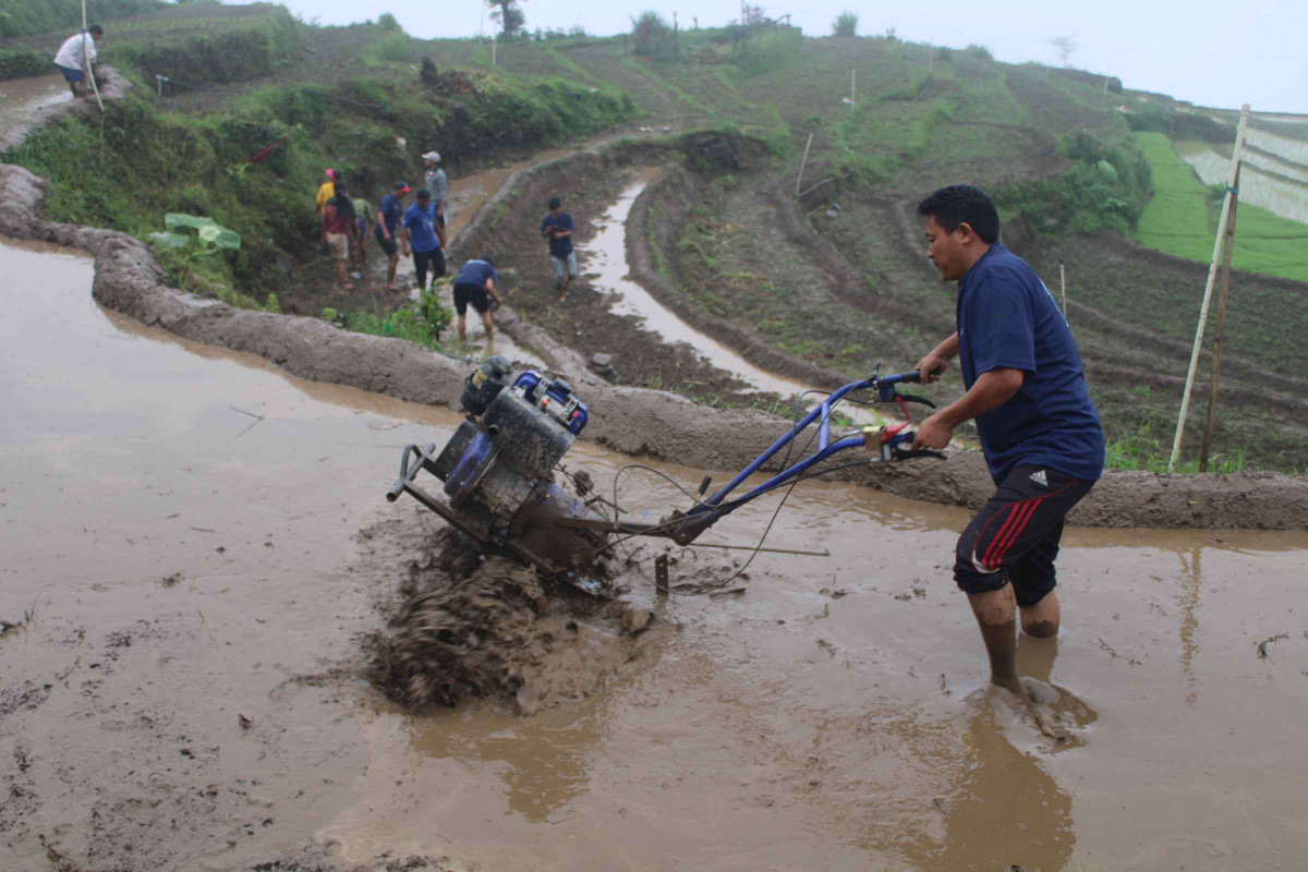 3. paddy day_khotang.JPG