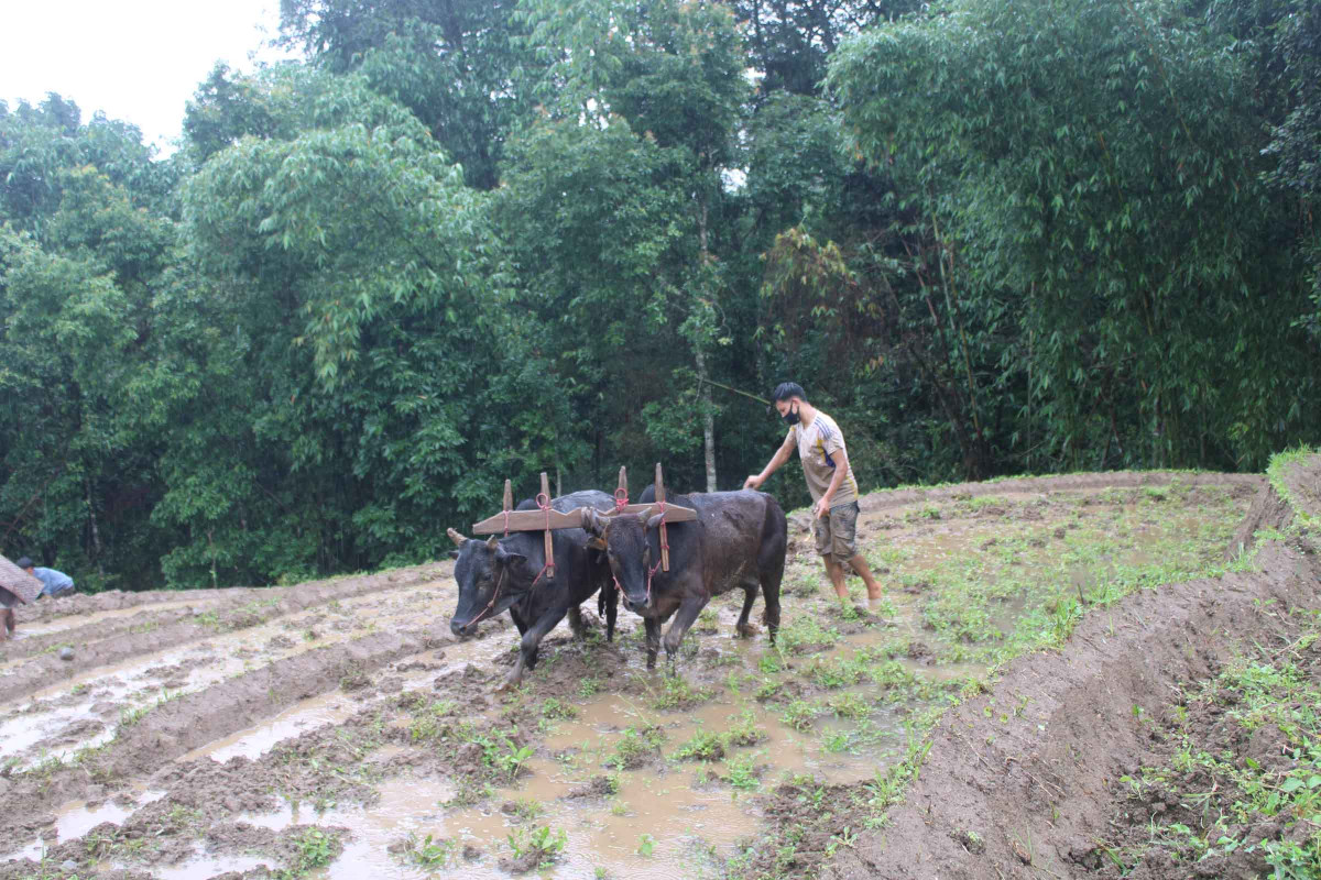 5. paddy day_khotang.JPG