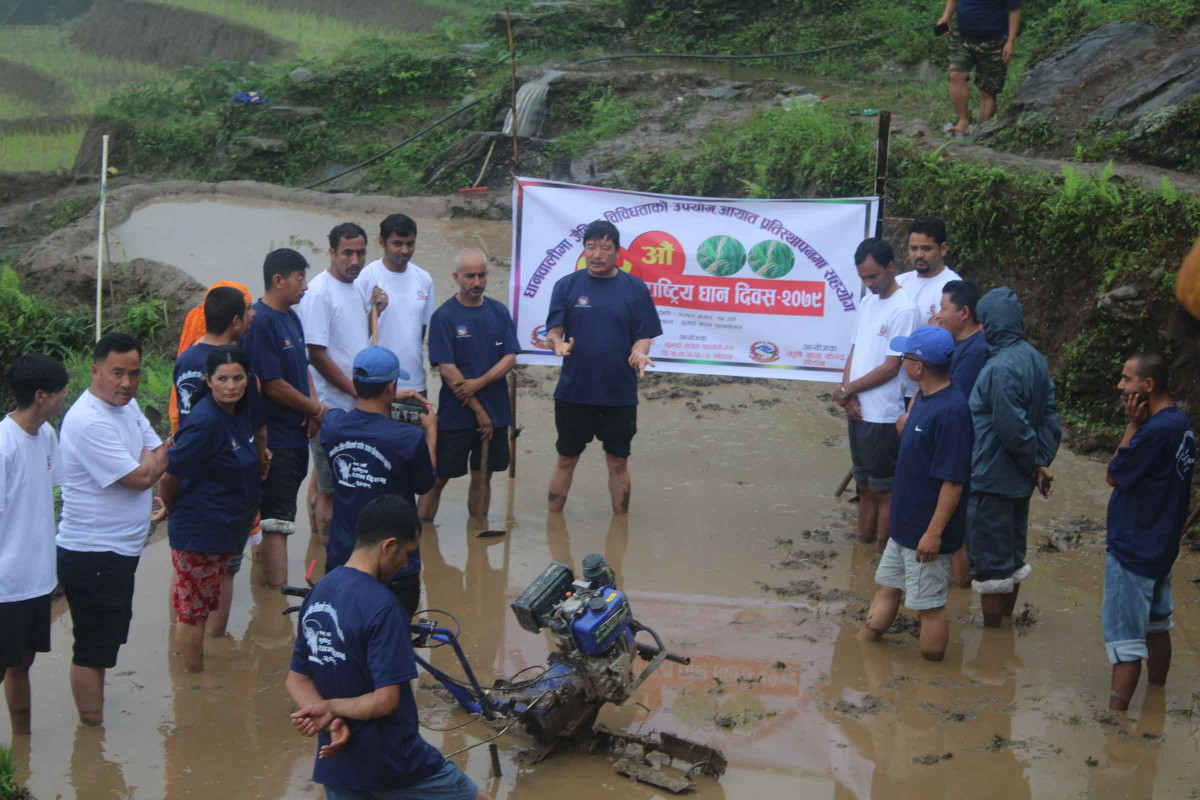 6. paddy day_khotang.JPG