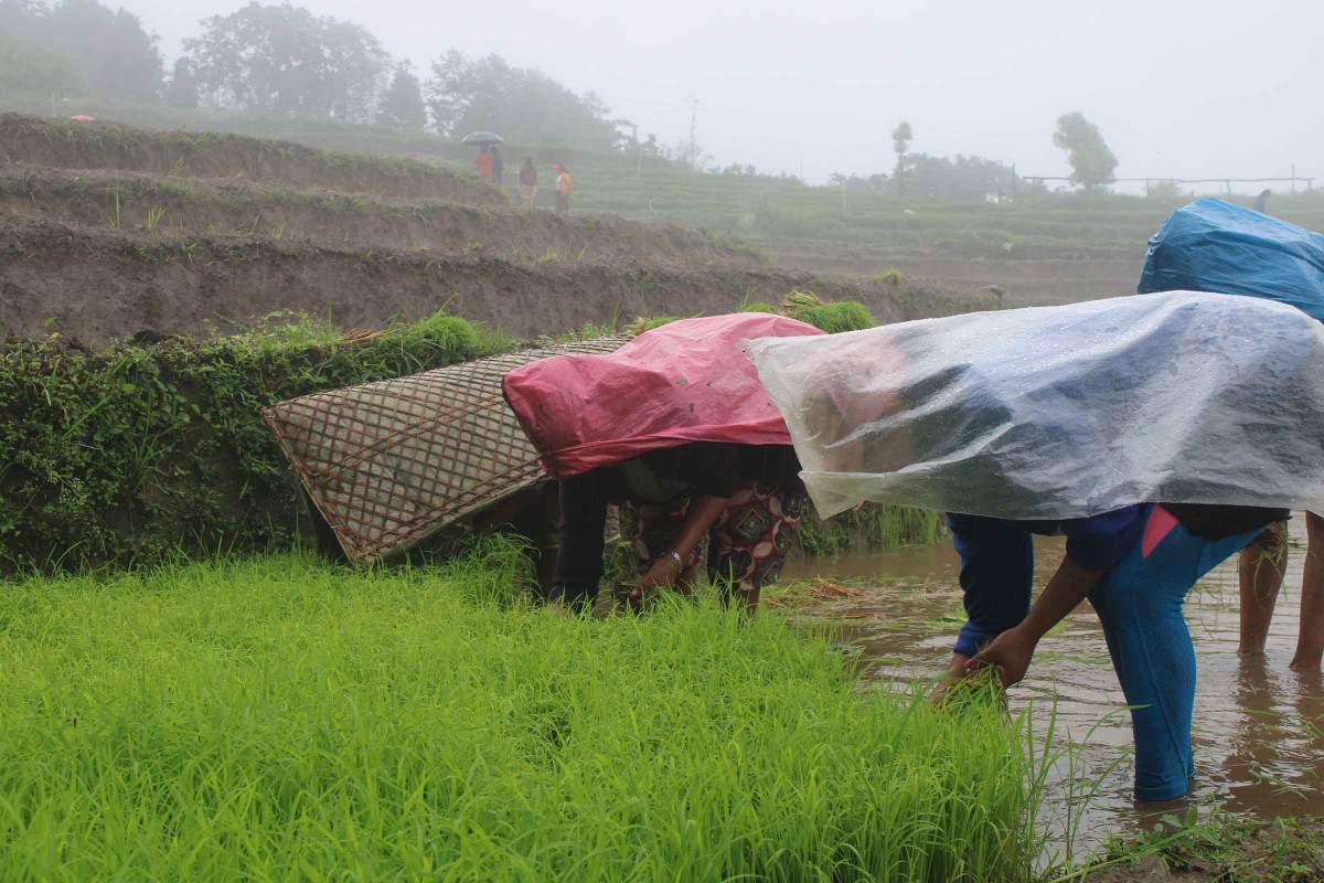 7. paddy day_khotang.JPG