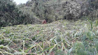 खोटाङ : हावाहुरीले मकै वाली सोत्तर